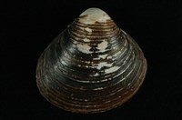 藏品(臺灣蜆)的圖片